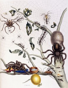 Verschiedene Arachniden aus Südamerika, 1726 von Maria Sibylla Merian