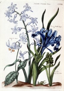 Weiße orientalische Hyazinthe, Großblatt-Iris, Hundszahn, großes blaues Muscari - in Histoire générale des insectes de Surinam et de toute l