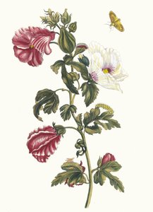 Althea. Aus dem Buch Metamorphosis insectorum Surinamensium, 1705