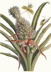 Ananas. Aus dem Buch Metamorphosis insectorum Surinamensium, 1705