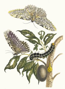 Arbre de gomme-gutte. Aus dem Buch Metamorphosis insectorum Surinamensium, 1705 von Maria Sibylla Merian
