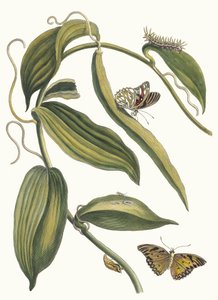 Banille. Aus dem Buch Metamorphosis insectorum Surinamensium, 1705 von Maria Sibylla Merian