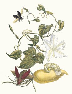 Battattes. Aus dem Buch Metamorphosis insectorum Surinamensium, 1705 von Maria Sibylla Merian