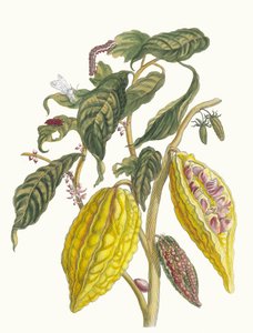 Kakao. Aus dem Buch Metamorphosis insectorum Surinamensium