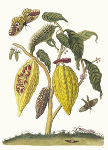 Kakao. Aus dem Buch Metamorphosis insectorum Surinamensium