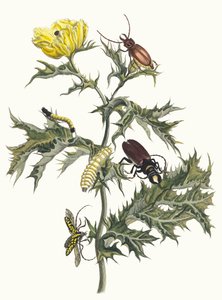 Carduus spinosus. Aus dem Buch Metamorphosis insectorum Surinamensium, 1705 von Maria Sibylla Merian