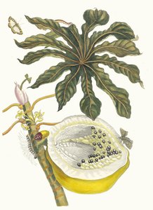 Carica papaya. Aus dem Buch Metamorphosis insectorum Surinamensium, 1705 von Maria Sibylla Merian