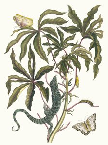 Cassave. Aus dem Buch Metamorphosis insectorum Surinamensium von Maria Sibylla Merian