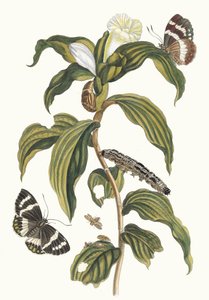 Costus arabicus. Aus dem Buch Metamorphosis insectorum Surinamensium, 1705 von Maria Sibylla Merian