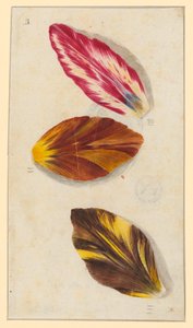Einzelne Tulpenblätter
