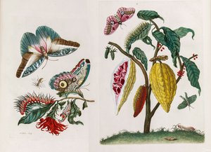 Aus dem Buch Metamorphosis insectorum Surinamensium (1705)