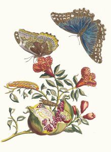 Grenadier. Aus dem Buch Metamorphosis insectorum Surinamensium von Maria Sibylla Merian
