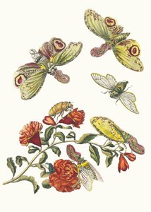 Grenadier. Aus dem Buch Metamorphosis insectorum Surinamensium, 1705 von Maria Sibylla Merian