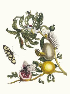 Guajaves. Aus dem Buch Metamorphosis insectorum Surinamensium, 1705