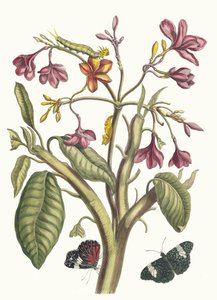 Jasmin des Indes. Aus dem Buch Metamorphosis insectorum Surinamensium von Maria Sibylla Merian