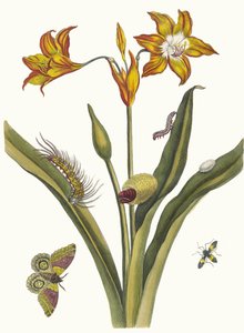 Lis Rouge. Aus dem Buch Metamorphosis insectorum Surinamensium, 1705 von Maria Sibylla Merian