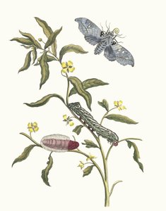 Ludwigia octovalvis. Aus dem Buch Metamorphosis insectorum Surinamensium, 1705