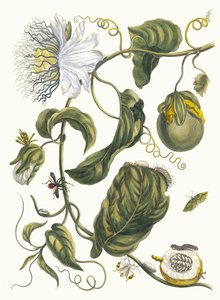 Marquiaas. Aus dem Buch Metamorphosis insectorum Surinamensium, 1705