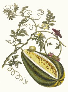 Wassermelone. Aus dem Buch Metamorphosis insectorum Surinamensium, 1705