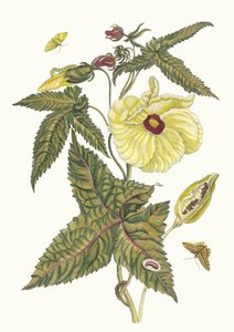 Muscus-Blume. Aus dem Buch Metamorphosis insectorum Surinamensium, 1705