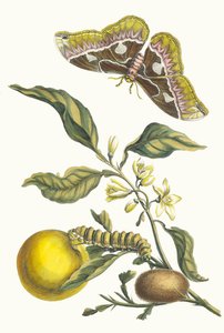 Oranger. Aus dem Buch Metamorphosis insectorum Surinamensium von Maria Sibylla Merian