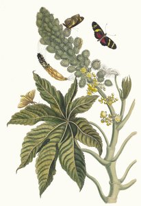 Palma Christi. Aus dem Buch Metamorphosis insectorum Surinamensium, 1705