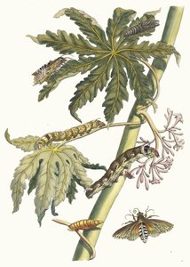 Papaya. Aus dem Buch Metamorphosis insectorum Surinamensium, 1705