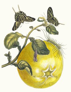 Pompelmous. Aus dem Buch Metamorphosis insectorum Surinamensium, 1705 von Maria Sibylla Merian