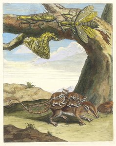 Waldmaus. Aus dem Buch Metamorphosis insectorum Surinamensium, 1705 von Maria Sibylla Merian