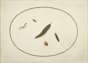 Raupen und Insekten, im Queroval, mit einer goldenen Linie eingefasst, miniaturartig fein ausgeführt von Maria Sibylla Merian