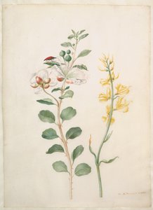 Studie von Kapern, Ginster und einem Käfer