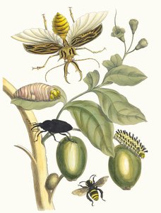 Tabrouba. Aus dem Buch Metamorphosis insectorum Surinamensium, 1705