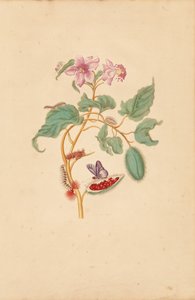 Der Rocu-Baum mit Raupen, Motten und Schmetterlingen von Maria Sibylla Merian