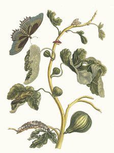 Weiße Guave. Aus dem Buch Metamorphosis insectorum Surinamensium, 1705