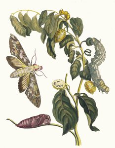 Zursak. Aus dem Buch Metamorphosis insectorum Surinamensium von Maria Sibylla Merian