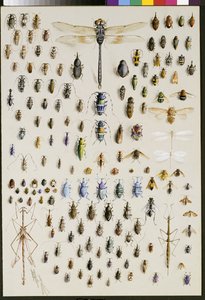 Einhundertfünfzig Insekten, dominiert von einer großen Libelle an der Spitze von Marian Ellis Rowan