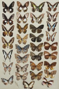 Dreiunddreißig Schmetterlinge, in vier Spalten, gehörend zu den Familien Papilionidae und Danainae