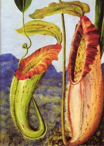 Eine neue Kannenpflanze aus den Kalksteinbergen von Sarawak, Borneo von Marianne North