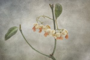 Zarte Pastellblüten