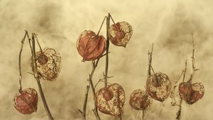 Getrocknete Herbstlaternen
