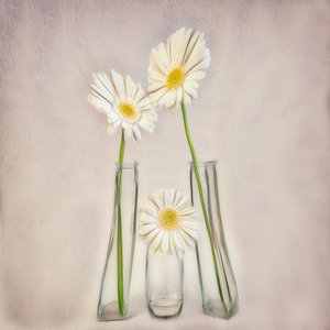 Elegante Weiße Gerbera