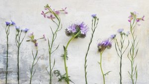 Ätherische Wildblumenstängel von Marie-anne Stas