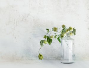 Frische Hopfen in Flasche