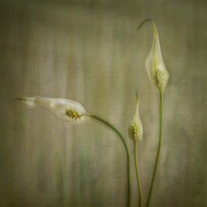 Gelassene Lilienblüten von Marie-anne Stas