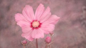 Zarte rosa Kosmosblume von Marie-anne Stas