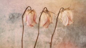 Drei verblasste Rosen von Marie-anne Stas