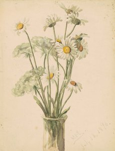 Gänseblümchen und Wilde Möhre in einer Vase, 1890 von Marietta Minnegerode Andrews
