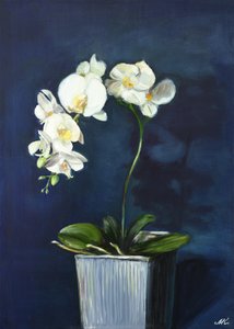 Elegante Weiße Orchideen von Marina Kozyr