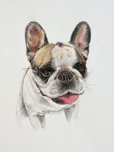 Glückliche Französische Bulldogge
