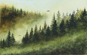 Nebliger immergrüner Wald